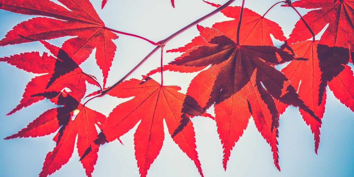 Autumn Leaves, Red in colour