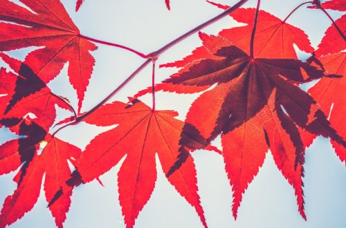 Autumn Leaves, Red in colour